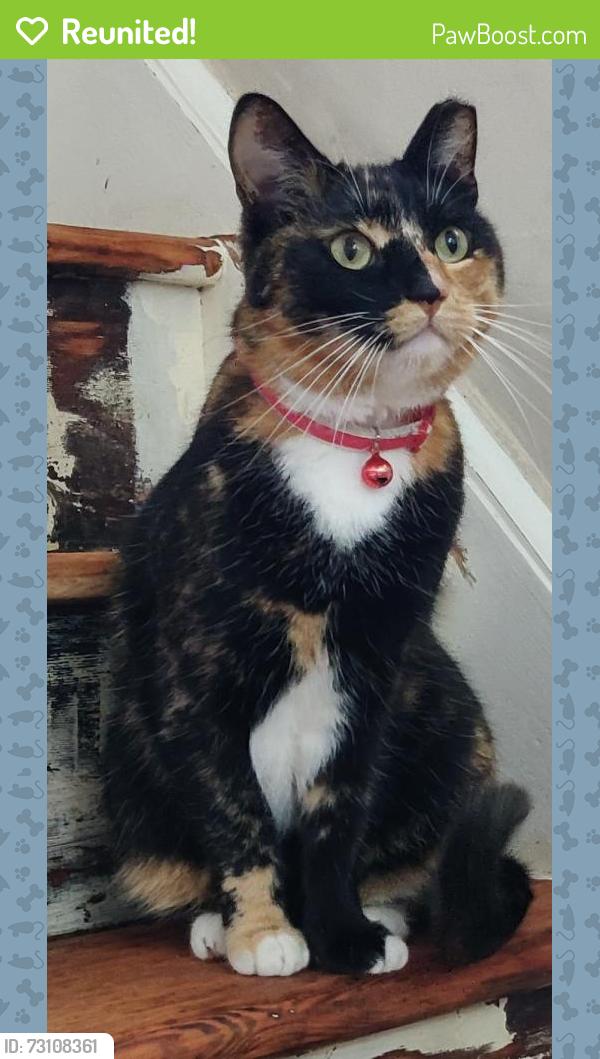 Reunited Female Cat last seen Foxon Way, Thorpe Astley, England LE3