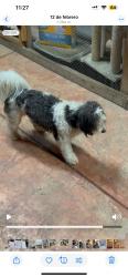 Reunited Male Dog last seen Padova Dr, Salinas, CA, USA, Salinas, CA 93905