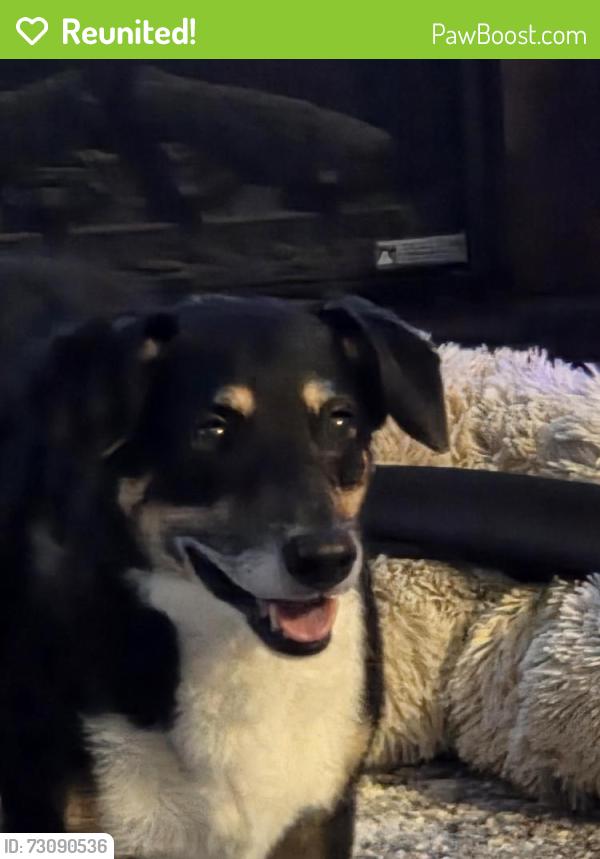 Reunited Male Dog last seen Lowes, West Fargo, ND 58078