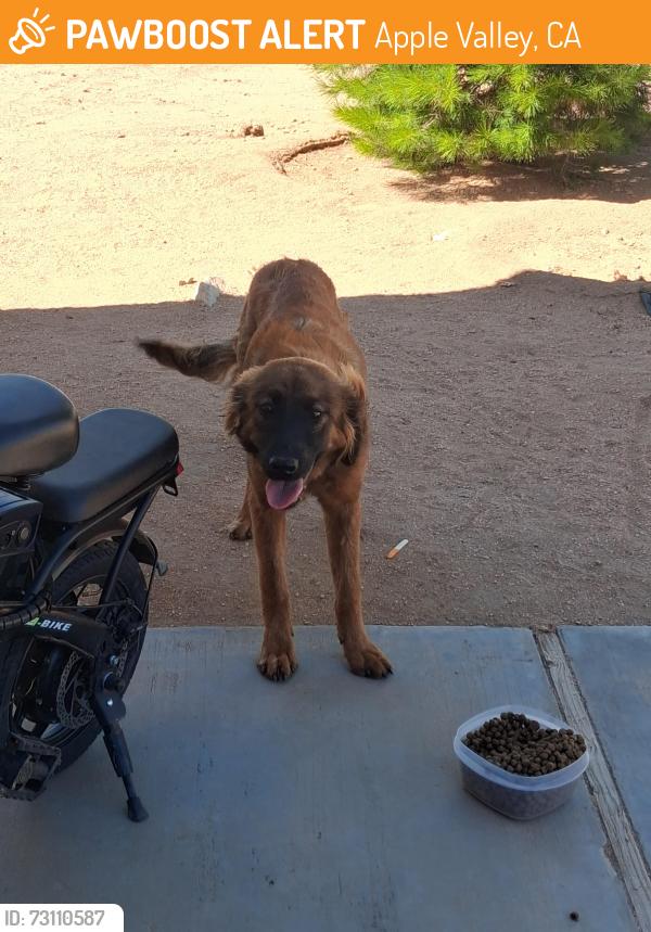 Found/Stray Female Dog last seen Central Rd, Apple Valley, CA 92308