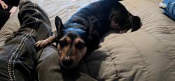 Reunited Male Dog last seen Friar St, Los Angeles, CA 91367