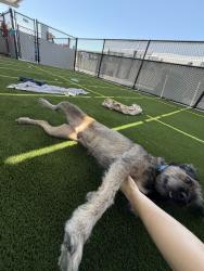 Shelter Stray Male Dog last seen Near Altaview Drive, San Diego, CA, 92139, 5500 Gaines St, San Diego, CA 92110, USA