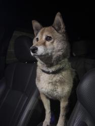 Found/Stray Female Dog last seen Us 189 and River Rd, Heber City, UT 84032