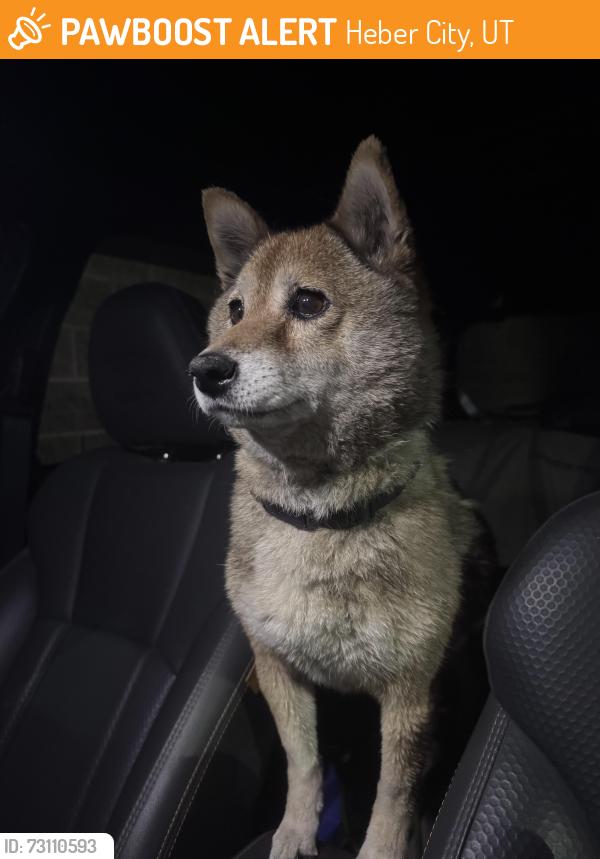 Found/Stray Female Dog last seen Us 189 and River Rd, Heber City, UT 84032