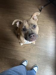 Reunited Female Dog last seen Gardner Park Dr / Fisher Rd, Fayetteville NC, Fayetteville, NC 28306