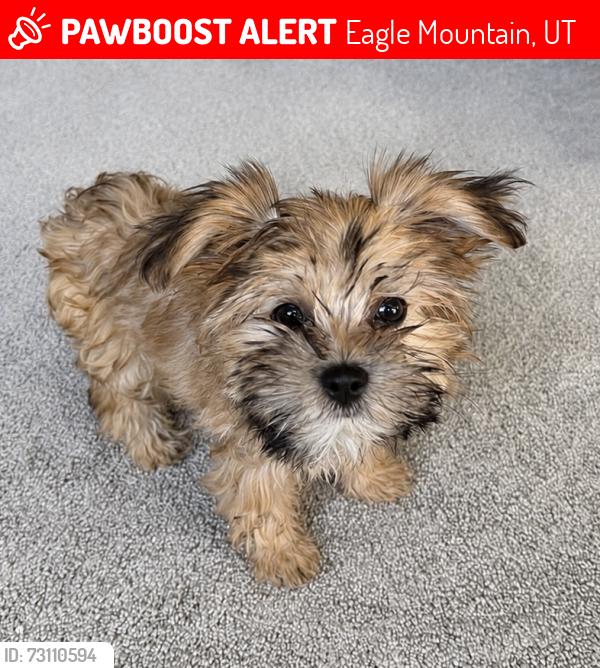 Lost Female Dog last seen Berkshire and Cornwall, Eagle Mountain, UT 84005