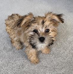 Lost Female Dog last seen Berkshire and Cornwall, Eagle Mountain, UT 84005