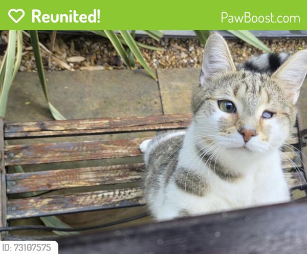 Reunited Male Cat last seen Montgomery Road, Bentley, Walsall, West Midlands, England WS2 0AX