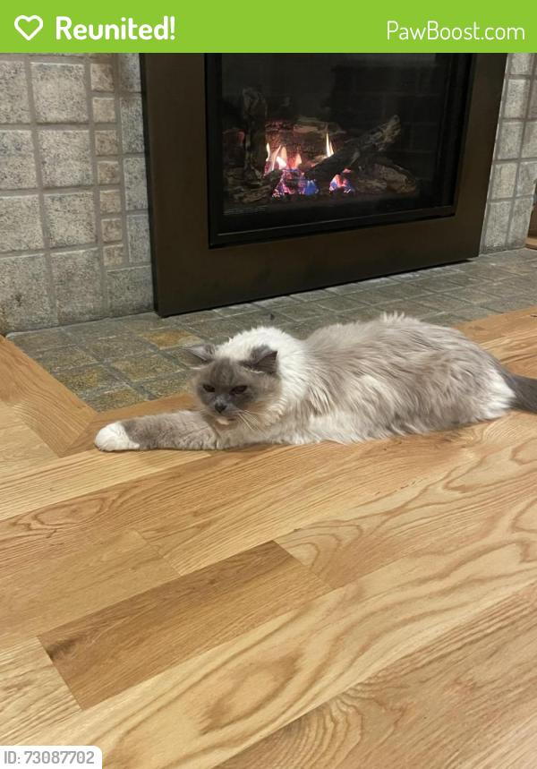 Reunited Male Cat last seen Bryant (62nd and 28th AVE NE), Seattle, WA 98115