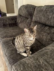 Reunited Male Cat last seen Rockaway Ln, Hayward, CA 94541, USA, Hayward, CA 94541