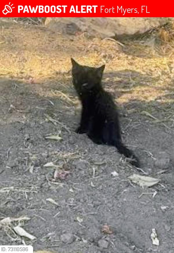 Lost Unknown Cat last seen Deleon street down the road from the big church & school, Fort Myers, FL 33966