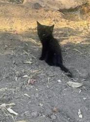 Lost Unknown Cat last seen Deleon street down the road from the big church & school, Fort Myers, FL 33966