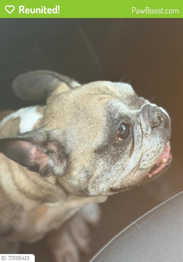 Reunited Female Dog last seen Loveland and Ajax or Loveland and El Selinda, Bell Gardens, CA 90201