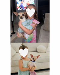 Reunited Male Dog last seen Hialeah, Hialeah, FL 33013