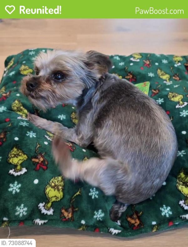 Reunited Female Dog last seen Meridian and Dentwood, San Jose, CA 95118