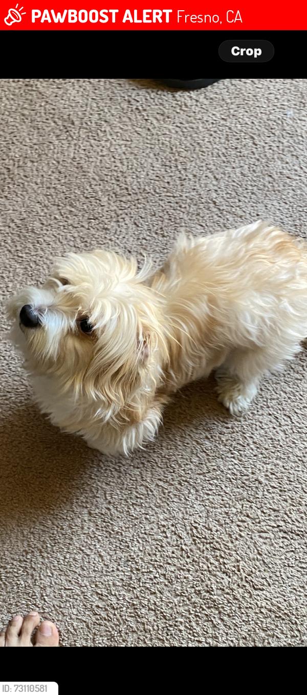 Lost Female Dog last seen North Palm and West shields, Fresno, CA 93704