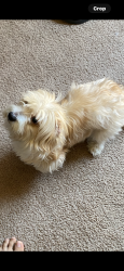 Lost Female Dog last seen North Palm and West shields, Fresno, CA 93704