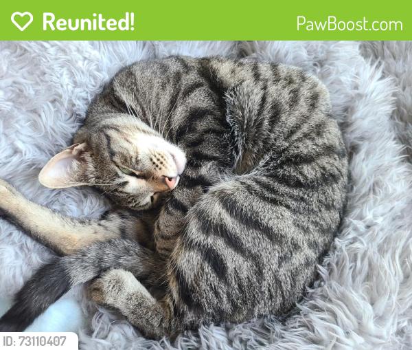 Reunited Male Cat last seen between Trescony St and Acadia, Santa Cruz, CA 95060