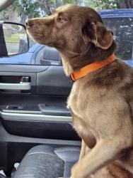 Reunited Female Dog last seen Douglas and MacArthur Watauga TX, Watauga, TX 76148