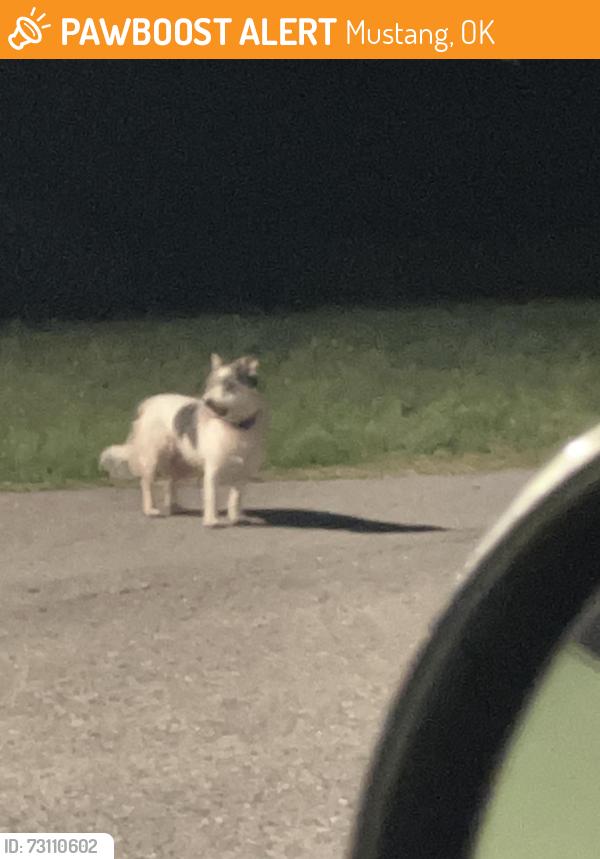 Found/Stray Unknown Dog last seen Near Mustang Church of God and Dorchester Way (near the dominos on Czech hall), Mustang, OK 73064