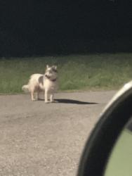 Found/Stray Unknown Dog last seen Near Mustang Church of God and Dorchester Way (near the dominos on Czech hall), Mustang, OK 73064