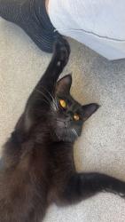 Reunited Male Cat last seen Harvard Blvd, Torrance, CA 90501