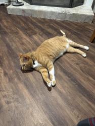 Found/Stray Female Cat last seen Near amar dr, Conroe, TX 77303
