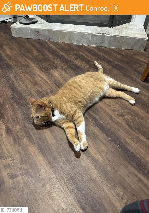 Found/Stray Female Cat last seen Near amar dr, Conroe, TX 77303