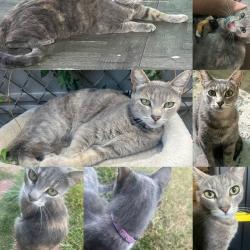 Lost Female Cat last seen Stoakes Avenue closer along the freeway wall, Downey, CA 90240