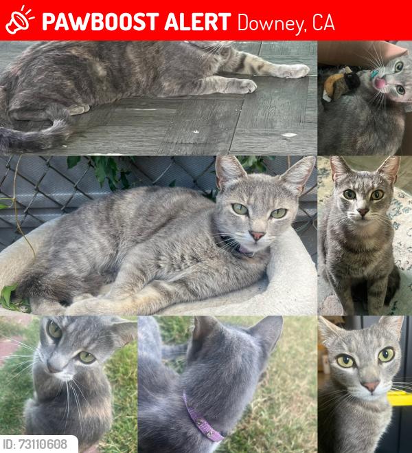 Lost Female Cat last seen Stoakes Avenue closer along the freeway wall, Downey, CA 90240