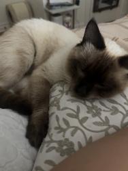 Lost Male Cat last seen N Lin ave and N chicago st, Oklahoma City, OK 73112