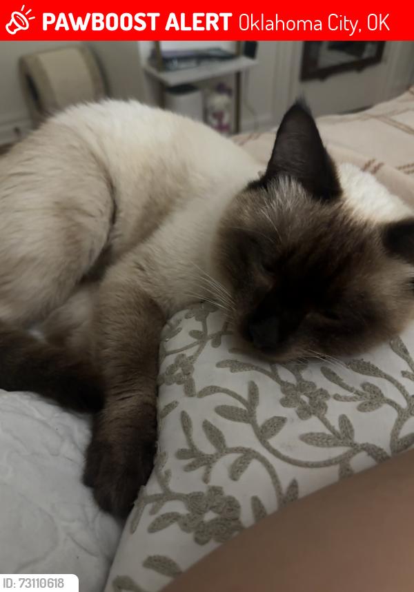 Lost Male Cat last seen N Lin ave and N chicago st, Oklahoma City, OK 73112