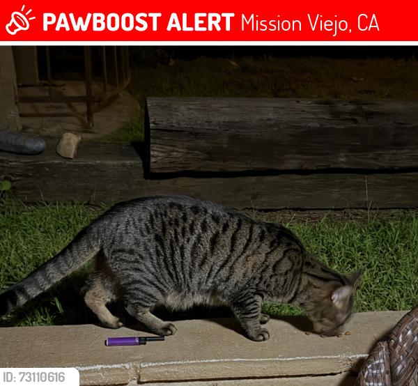 Lost Male Cat last seen Alicia and murilands, Mission Viejo, CA 92691