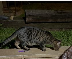 Lost Male Cat last seen Alicia and murilands, Mission Viejo, CA 92691