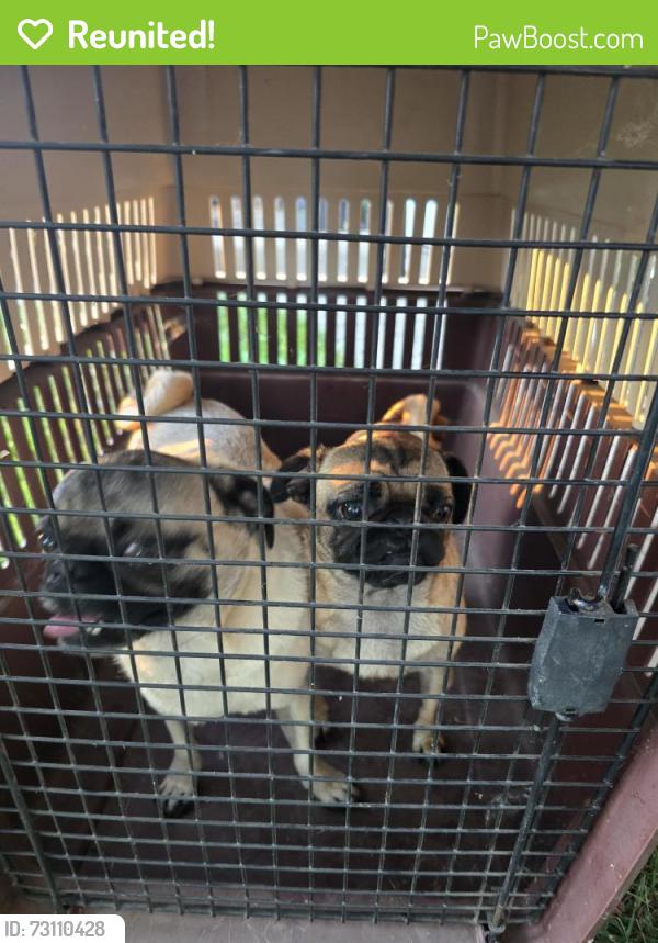 Reunited Male Dog last seen Meadowview and Kost, Galt, CA 95632