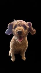 Reunited Female Dog last seen Villa & Lincoln ave Pasadena, ca 91101, Pasadena, CA 91103