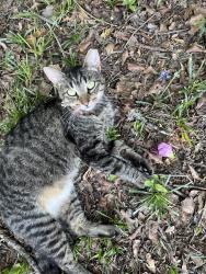 Lost Female Cat last seen Bel Air Rd, Martinez, GA 30907