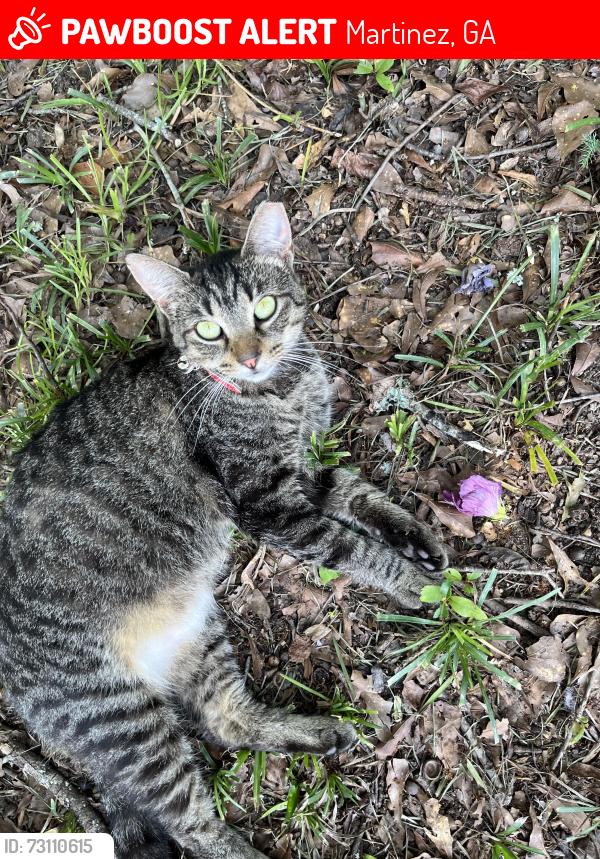 Lost Female Cat last seen Bel Air Rd, Martinez, GA 30907
