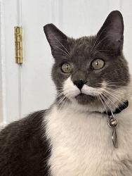 Reunited Male Cat last seen Walnut, North Las Vegas, NV 89030