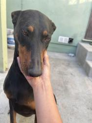Lost Male Dog last seen Near S Santa Fe Ave Compton, CA 90221 United States, Compton, CA 90221