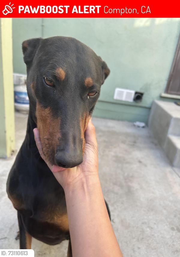Lost Male Dog last seen Near S Santa Fe Ave Compton, CA 90221 United States, Compton, CA 90221