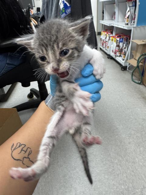 Shelter Stray Male Cat last seen Near BLOCK D ST, MCKITTRICK CA 93251, 3951 Fruitvale Ave, Bakersfield, CA 93308, USA