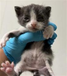 Shelter Stray Male Cat last seen Near BLOCK HANDEL AVE, BAKERSFIELD CA 93312, 3951 Fruitvale Ave, Bakersfield, CA 93308, USA