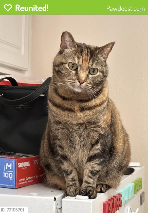 Reunited Female Cat last seen Near Harbor St, Pittsburg, CA 94565, USA, Pittsburg, CA 94565