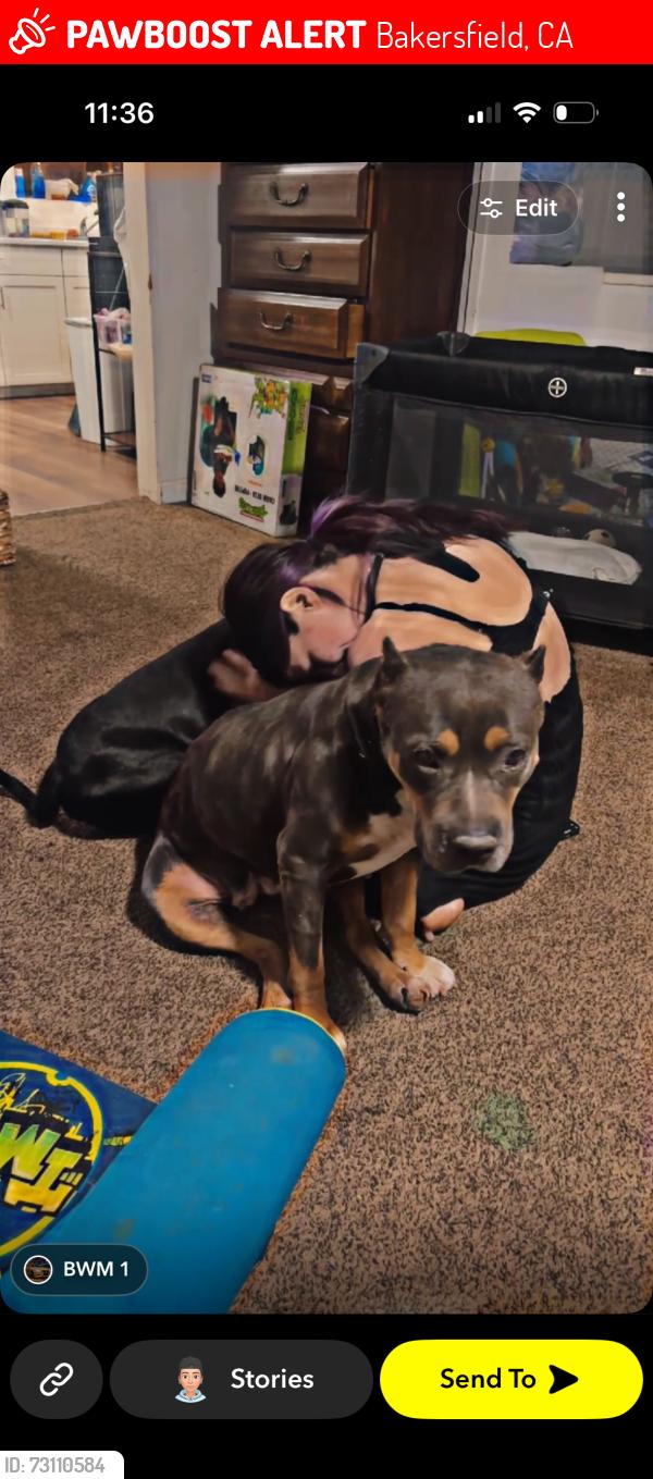 Lost Female Dog last seen La Mesa dr 93305, Bakersfield, CA 93305