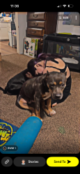 Lost Female Dog last seen La Mesa dr 93305, Bakersfield, CA 93305