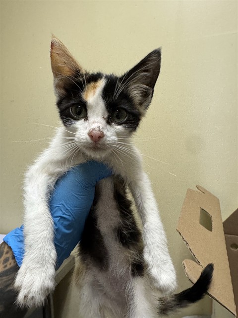Shelter Stray Female Cat last seen FLORIN RD & I 5 SB, 2127 Front St, Sacramento, CA 95818, USA