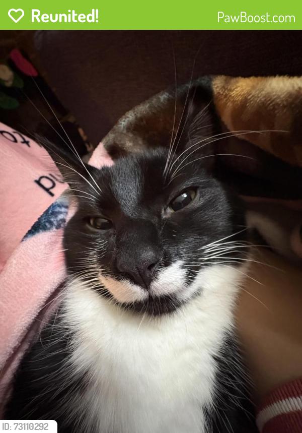 Reunited Male Cat last seen Between Ravenna/Cowen Park & 65th, Seattle, WA 98115