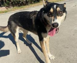 Shelter Stray Female Dog last seen , 4275 Elton St, Baldwin Park, CA 91706, USA
