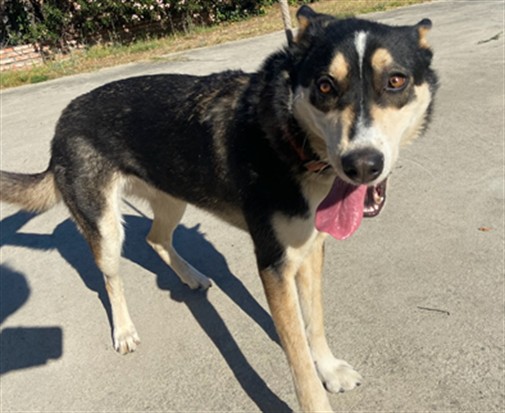 Shelter Stray Female Dog last seen , 4275 Elton St, Baldwin Park, CA 91706, USA